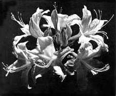 R. occidentale