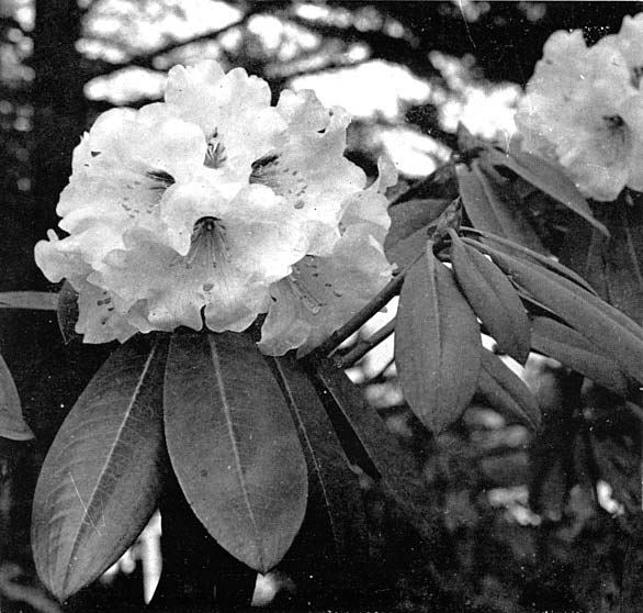 R. 'Avalanche'