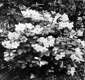 R. 'Moonstone'