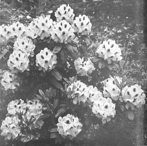 R. 'Mrs. Furnival'