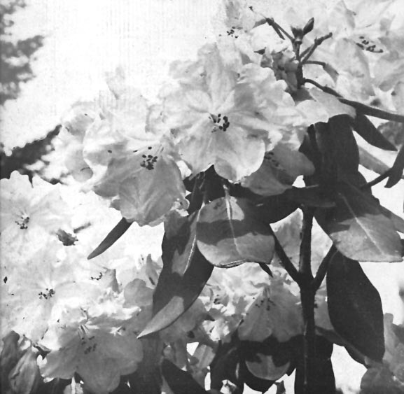 R. 'Naomi Exbury'