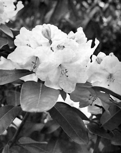 R. 'Carolyn Grace'