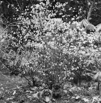R. mucronulatum