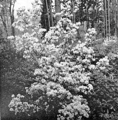 R. 'Conemaugh'