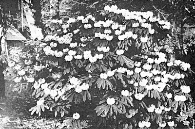 R. calophytum