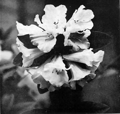 R. taggianum