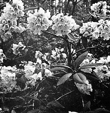 R. wightii