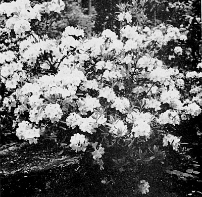 R. oreotrephes