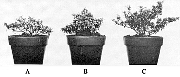 Dwarf Plants