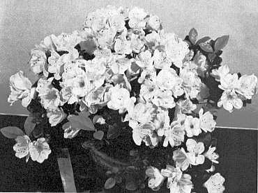 R. 'Snow Flurry'