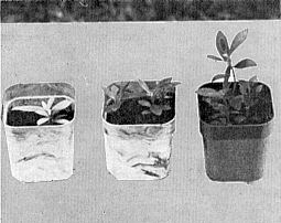 R. leucogigas seedlings at five months