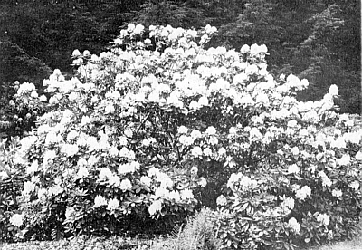 R. 'Album Elegans'