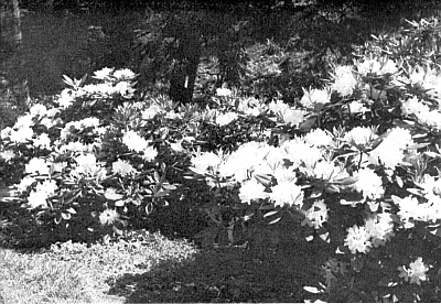 R. 'Boule de Niege'
