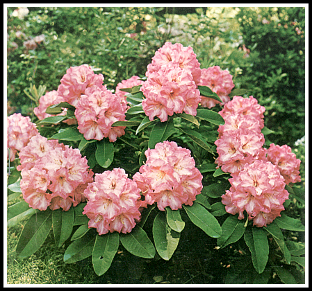 R. 'Parker's Pink'