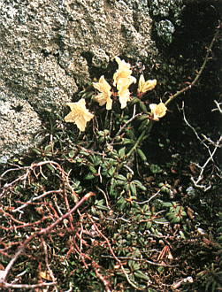 R. keiskei