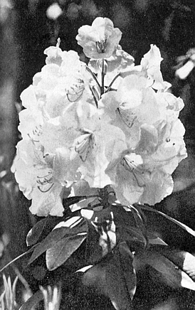 R. 'Leona'