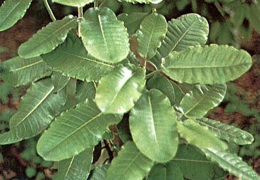 R.  hemsleyanum