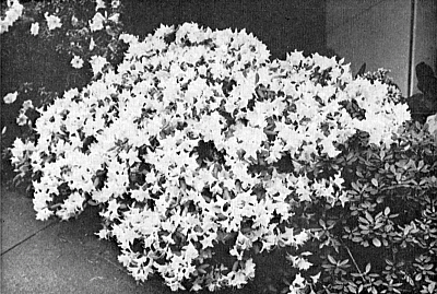 R. keiskei