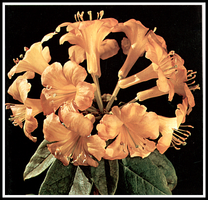 R. aurigeranum