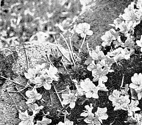 R. kiusianum