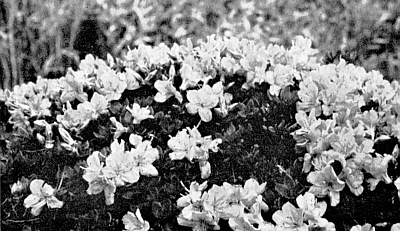 R. kiusianum
