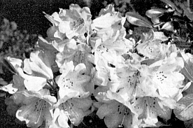 R. erubescens