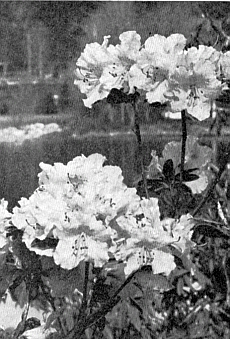 R. dauricum