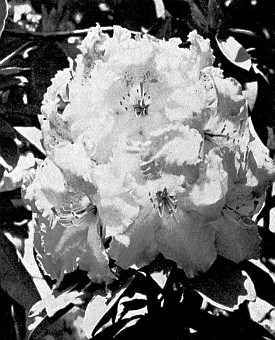 R. 'Lady Bligh'