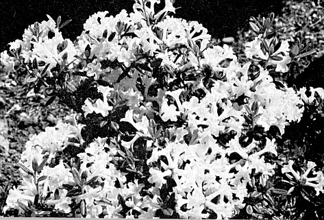 R. sargentianum