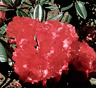 R. zeylanicum