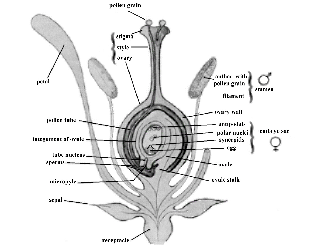 Flower cross section
