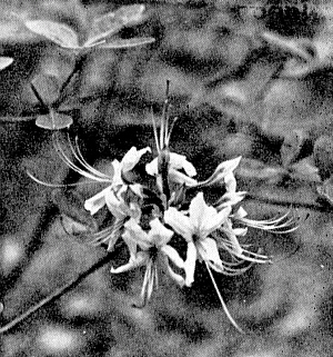 R.nudiflorum