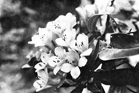 R. longiflorum
