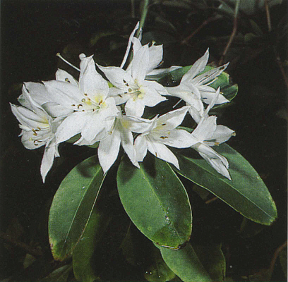 R. moulmainense