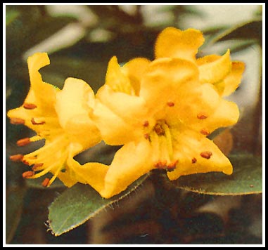 R. chrysodoron