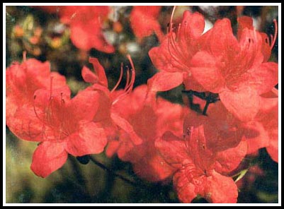 R. 'Claret'