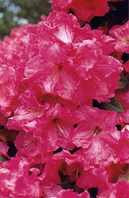 R. 'William R. Coe'