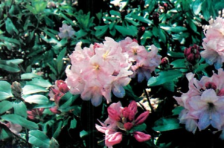 Gable's 'Pink Perfection'