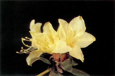 R. keìskei
