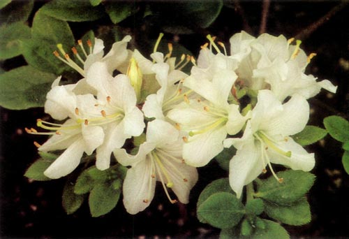 R. kiusianum