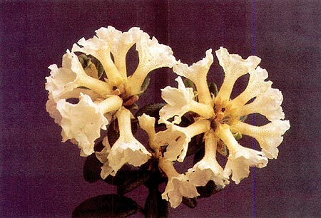 R. 'Maricee' AE.