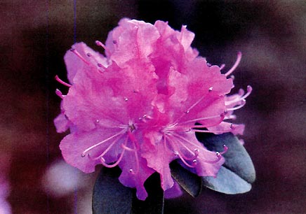 R. dauricum