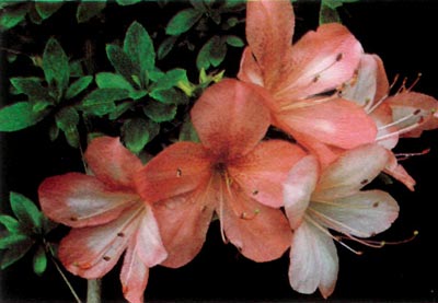 R. 'Sakuragami'