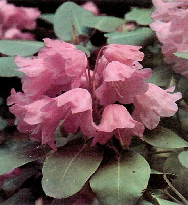 R. orbiculare