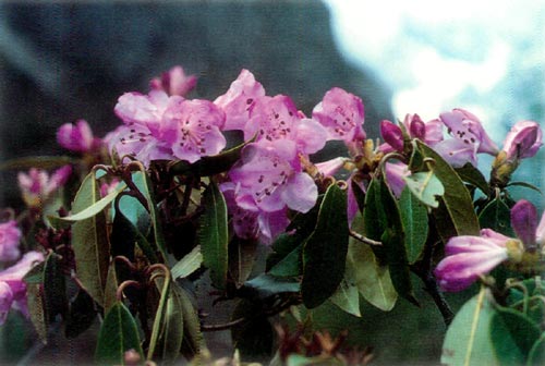 R. rubiginosum