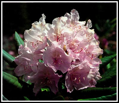 R. macrophyllum
