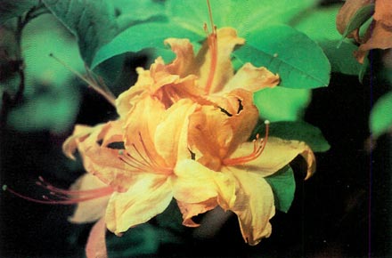 R. 'Moon Melons'