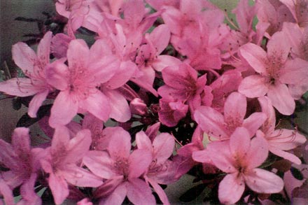 R. 'Pink Patootie'