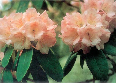 R. vellereum