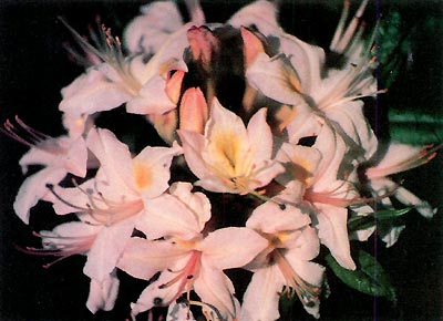 R. 'Little Queenie'